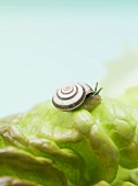 Lebendige Schnecke auf Salatblatt (Close Up)