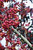 Zweige mit Früchten des Spindelstrauches (Euonymus europaeus)