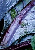 Red cabbage leaves with drops of water (close-up)