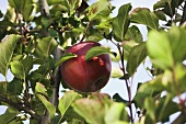 'Berner Rose' apple on the tree