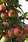 Äpfel der Sorte Heslacher Gereutapfel