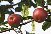Äpfel der Sorte Teltower Wintergravensteiner am Baum