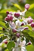 Apple blossom (close-up)