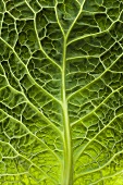 Savoy cabbage leaf (close-up)