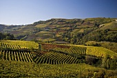 Vineyards near Neive, Piedmont, Italy
