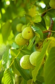 Walnuts on the tree