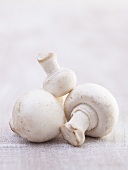 Several button mushrooms