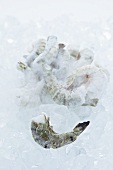 Frozen prawns on ice