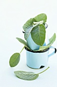 Sage leaves in two mugs