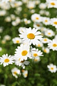 Marguerites in grass