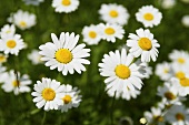 Marguerites