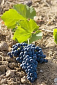 Red wine grapes on soil