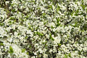 Flowering blackthorn (Sloe)