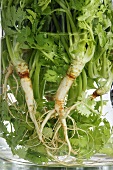 Coriander with roots (close-up)