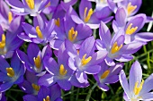 Crocuses