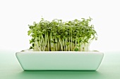 Cress in a dish