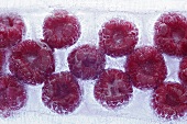 In einem Eisblock gefrorene Himbeeren (Close up)