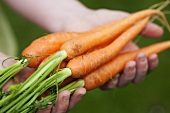 Hands holding fresh carrots
