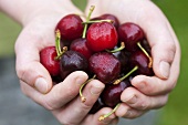 Hände halten frische Kirschen