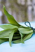 Fresh ramsons (wild garlic)