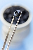 Blueberry in tweezers, small bowl of blueberries in background