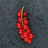 Rote Johannisbeeren mit Wassertropfen