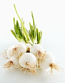 White onions, a bunch