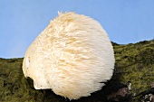 Lion's mane mushroom (Hericium erinaceus) on tree trunk