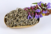 Dried sage in a scoop