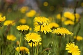 Field of flowering dandelions