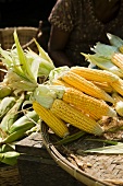 Fresh corn on the cob on a market stall in Burma