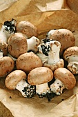 Chestnut mushrooms on paper