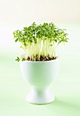 Cress growing in an egg cup