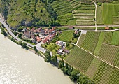 Landscape of vines near St. Michael, Wachau, Austria
