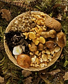 A basket of assorted mushrooms