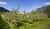 Apple orchard in South Tyrol