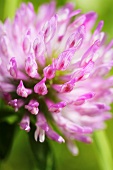 Clover flower (close up)