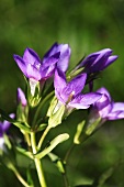 Flowering gentian