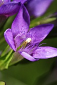 Gentian flower (close up)