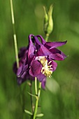 Aquilegia with violet blossom