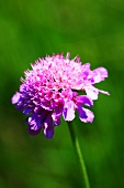 Field scabious in the open-air