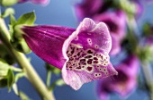 Foxglove flower (Digitalis purpurea)