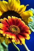 Gerbera und Sonnenblume