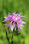 Centaurea jacea, knapweed flower (in full blossom)