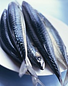 Mackerel