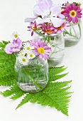 Geraniums and chrysanthemums in jars with fern