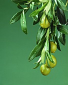 Green olives on branch