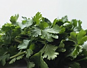 Flat-leaf parsley