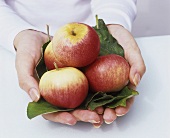Hands holding organic apples