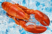 Lobster on crushed ice